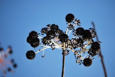 Kalopanax pictus - dlanitec pestrý - zralé plodenství (2)